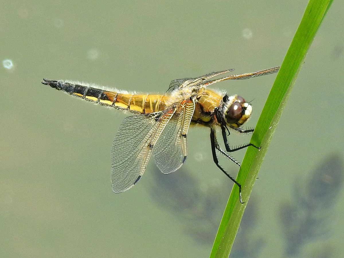 Libellula_quadrimaculata
